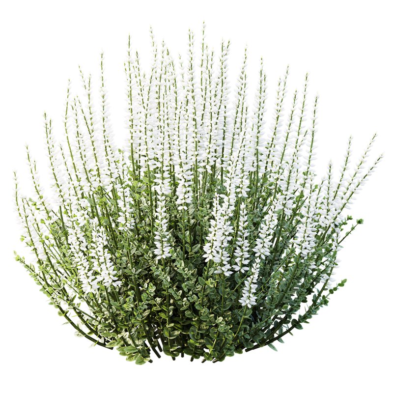 AV 6 different spring bushes Calluna Vulgaris Helena Summer Broom Heather Garden Girls - Image 1