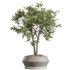 AV Indoor Plants Set 380 Ficus Cyathistipula and Ficus Marginata and Yucca and Olive - Thumbnail 3