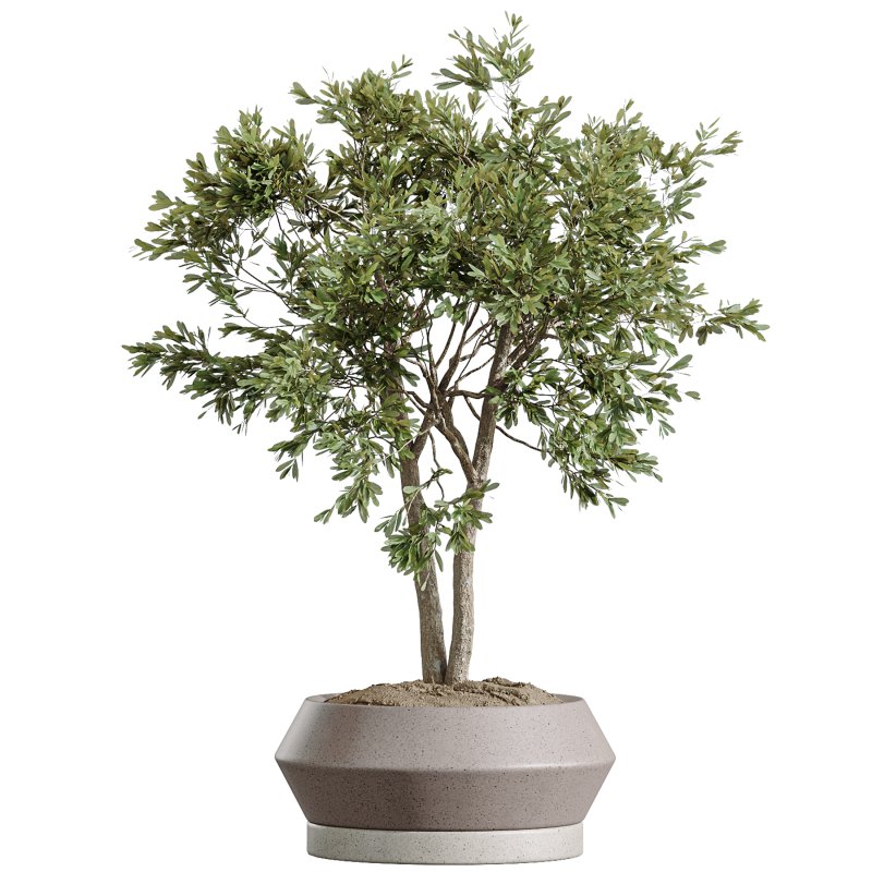 AV Indoor Plants Set 380 Ficus Cyathistipula and Ficus Marginata and Yucca and Olive - Image 3
