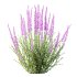 AV 6 different spring bushes Calluna Vulgaris Helena Summer Broom Heather Garden Girls - Thumbnail 2
