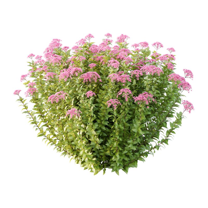 Spirea Japonica Bush 05 - Image 2