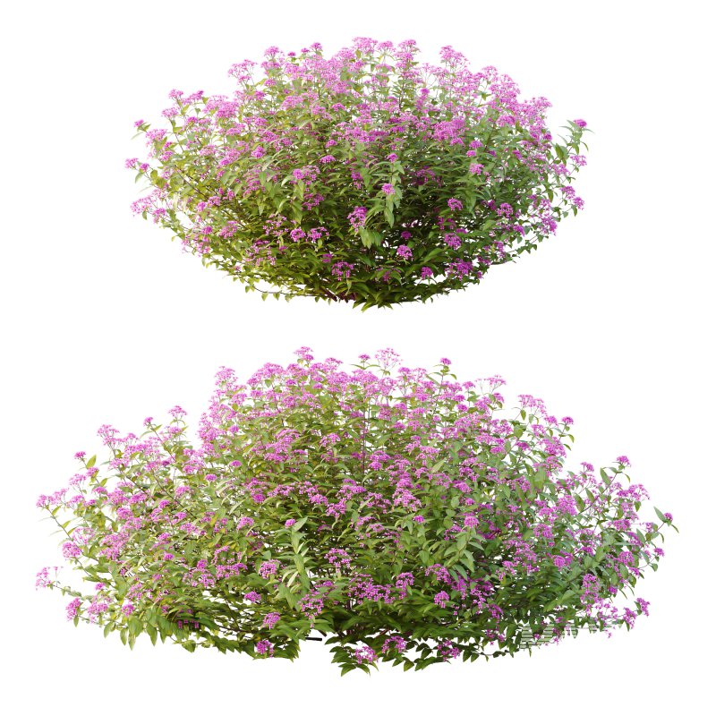 Spirea Japonica Bush 02 - Image 1