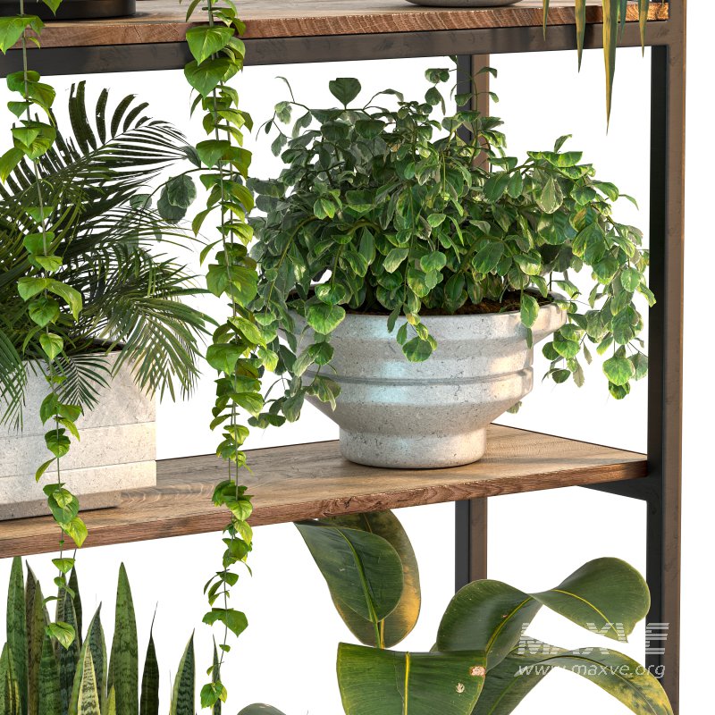 Metal Stand & Wooden Shelf Plant - Image 7