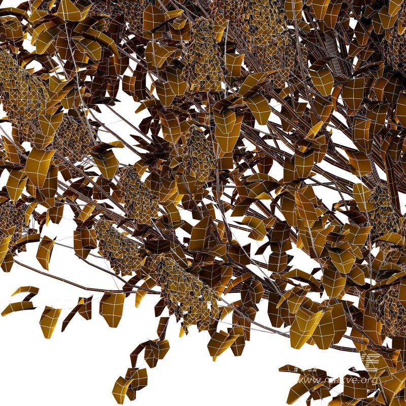 Lilac Syringa Vulgaris Tree 05 - Image 2