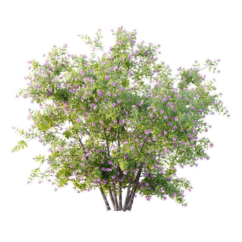 Leucophyllum frutescens Bush 07 - Image 6