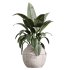 AV Indoor Plants Set 399 Olive and Dracaena Warneckii and Ficus Cyathistipula and Ficus Elastica - Thumbnail 5