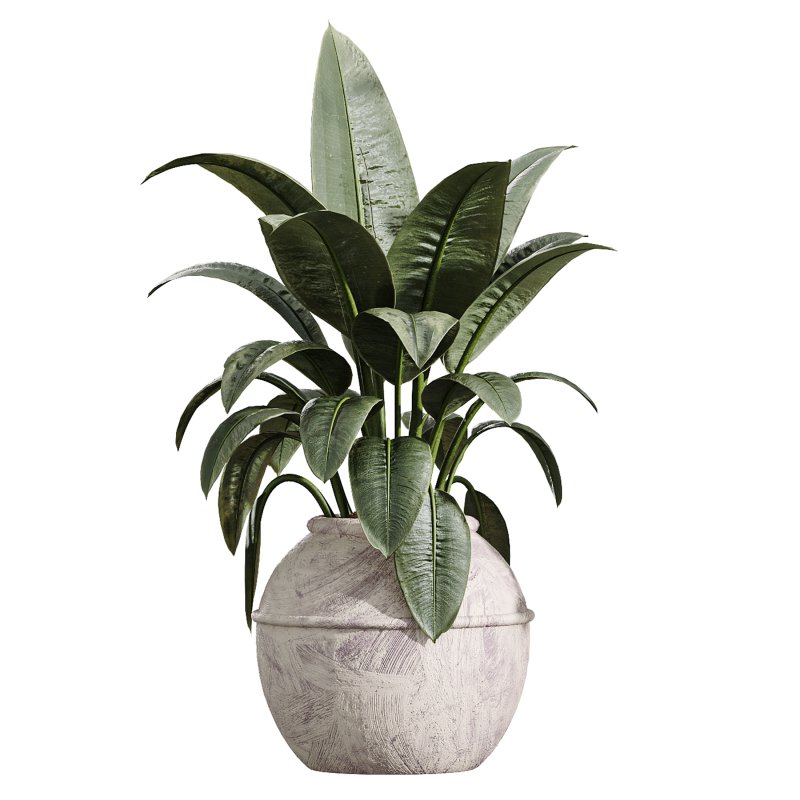 AV Indoor Plants Set 399 Olive and Dracaena Warneckii and Ficus Cyathistipula and Ficus Elastica - Image 5