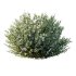 ntal shrubs that capture the natural charm and density of this iconic Australian plant. Perfectly suited for realistic landscape and architectural rendering. - Thumbnail 7