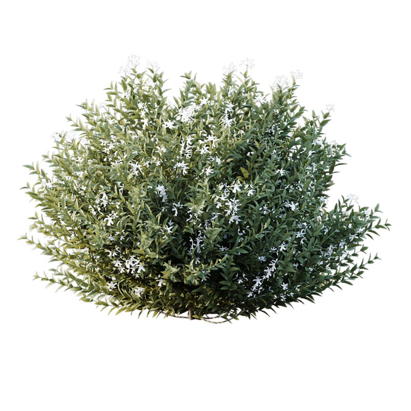 ntal shrubs that capture the natural charm and density of this iconic Australian plant. Perfectly suited for realistic landscape and architectural rendering. - Image 7