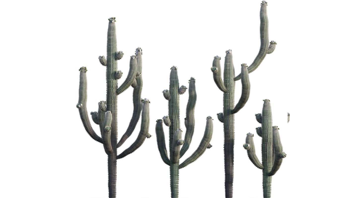 Collection 23 – Mexican Plants - Image 4