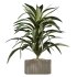 AV Indoor Plants Set 369 Olive and Banana Nicolai and Yucca Elephantipes and Dracaena Warneckii - Thumbnail 4