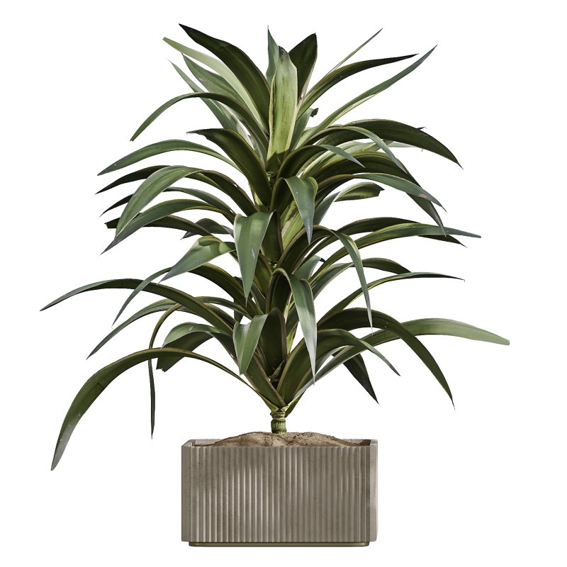 AV Indoor Plants Set 369 Olive and Banana Nicolai and Yucca Elephantipes and Dracaena Warneckii - Image 4