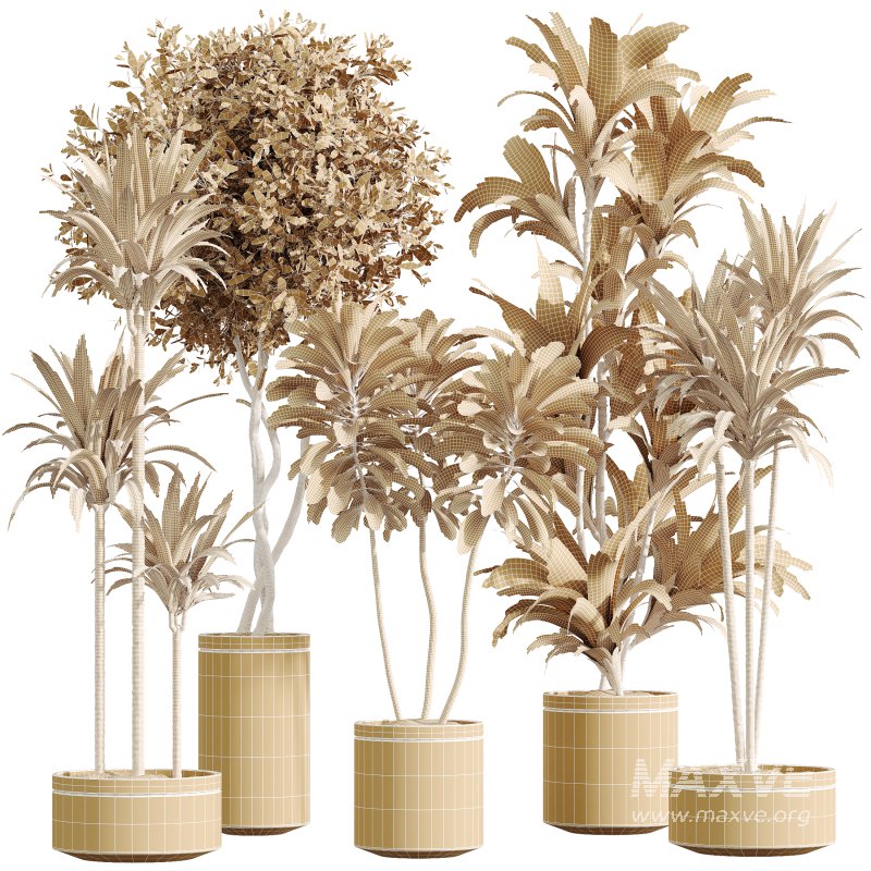 AV Indoor Plants Set 375 Dracaena Warneckii and Lemon Dragon and Euphorbia and Olive - Image 5