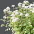 hydrangea arborescens Bush 06 - Thumbnail 2