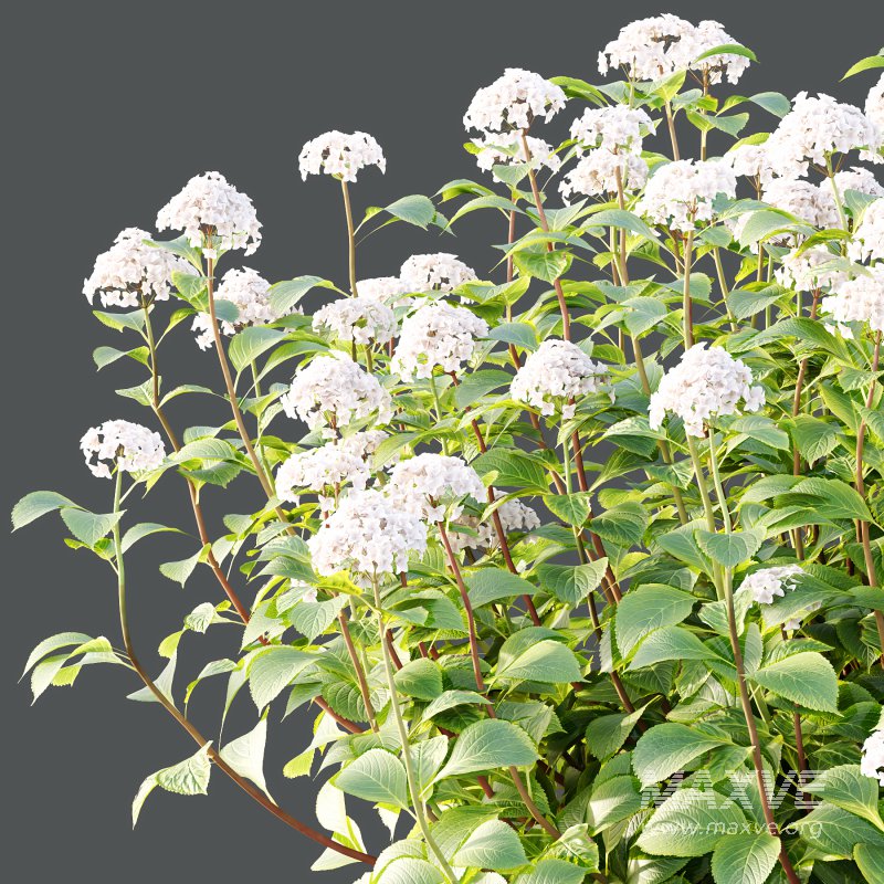 hydrangea arborescens Bush 06 - Image 2