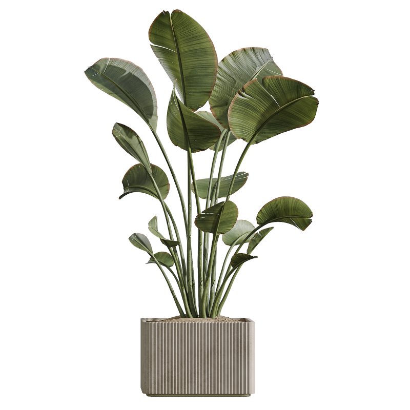 AV Indoor Plants Set 369 Olive and Banana Nicolai and Yucca Elephantipes and Dracaena Warneckii - Image 3