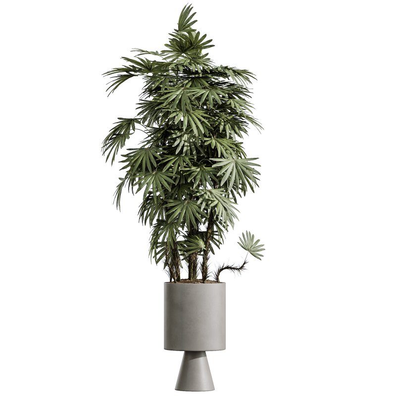 AV Indoor Plants Set 381 Rhapis Palm and Green Sansevieria and Ficus Microcarpa and Olive Eucalyptus - Image 4