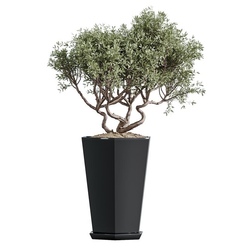 AV Indoor Plants Set 356 ParadiseBird and Arbequina Olive and Areca Palm and Rhapis Excelsa - Image 3