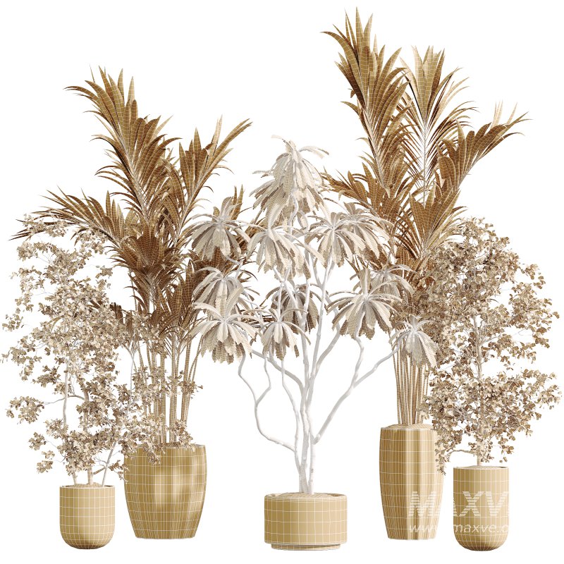 AV Indoor Plants Set 378 Arbequina Olive and Ficus Cyathistipula and Areca Palm - Image 9