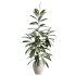 AV Indoor Plants Set 399 Olive and Dracaena Warneckii and Ficus Cyathistipula and Ficus Elastica - Thumbnail 3