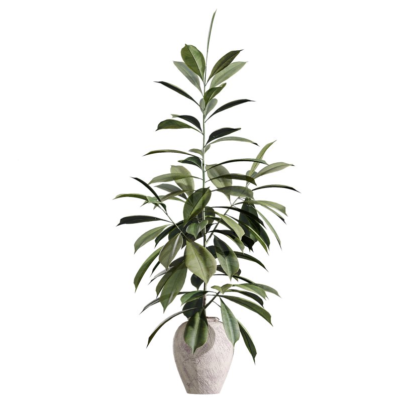 AV Indoor Plants Set 399 Olive and Dracaena Warneckii and Ficus Cyathistipula and Ficus Elastica - Image 3