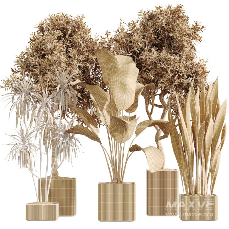 AV Indoor Plants Set 390 Warneckii Lemon and Olive and Green Sansevieria and Calathea Lutea - Image 6