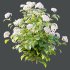 hydrangea arborescens Bush 09 - Thumbnail 1