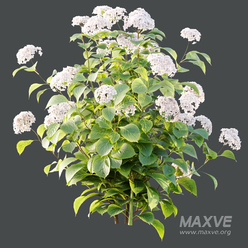 hydrangea arborescens Bush 09 - Image 1