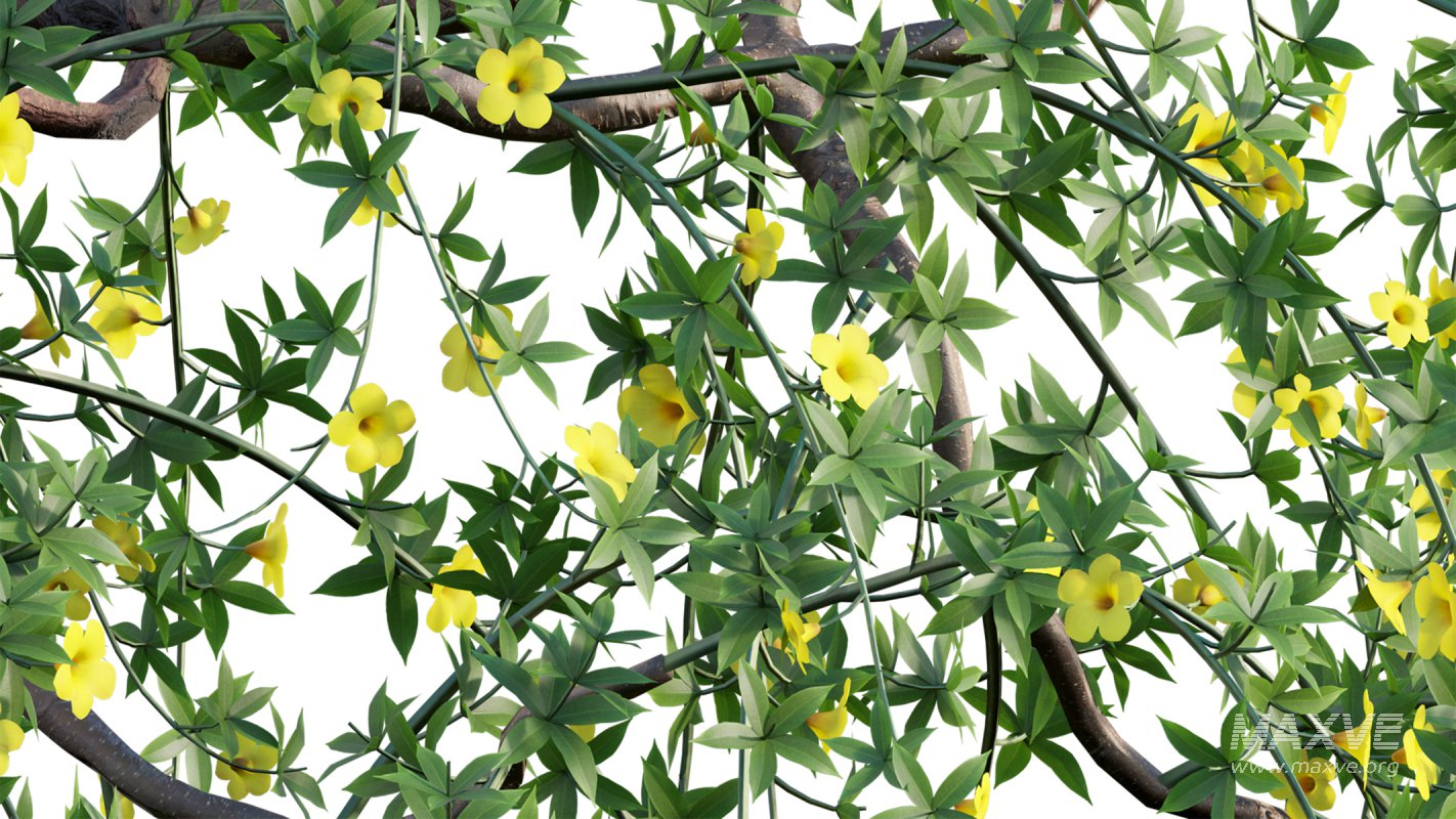 Collection 18 – Chinese garden - Image 5