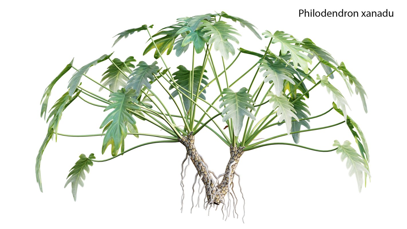 Collection 19 – Japanese garden - Image 32