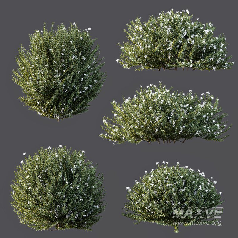 ntal shrubs designed for realistic landscape and architectural visualization. - Image 6