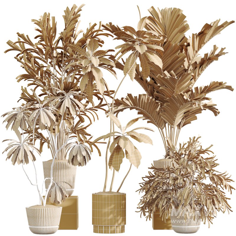 AV Indoor Plants Set 396 Dypsis Lutescens and Ficus Cyathistipula and Cyara Areca Palm - Image 12