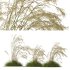 ntal grass prized for its tall, arching stems crowned with golden seed heads. This 3D model set includes six unique variations of the plant, meticulously designed to capture the natural elegance and movement of its fine, feathery plumes. Perfect for modern garden scenes, landscape visualizations, or architectural exteriors, each model brings depth, realism, and a gentle sense of motion to your render. - Thumbnail 10