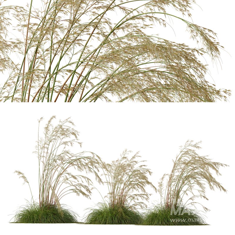 ntal grass prized for its tall, arching stems crowned with golden seed heads. This 3D model set includes six unique variations of the plant, meticulously designed to capture the natural elegance and movement of its fine, feathery plumes. Perfect for modern garden scenes, landscape visualizations, or architectural exteriors, each model brings depth, realism, and a gentle sense of motion to your render. - Image 10