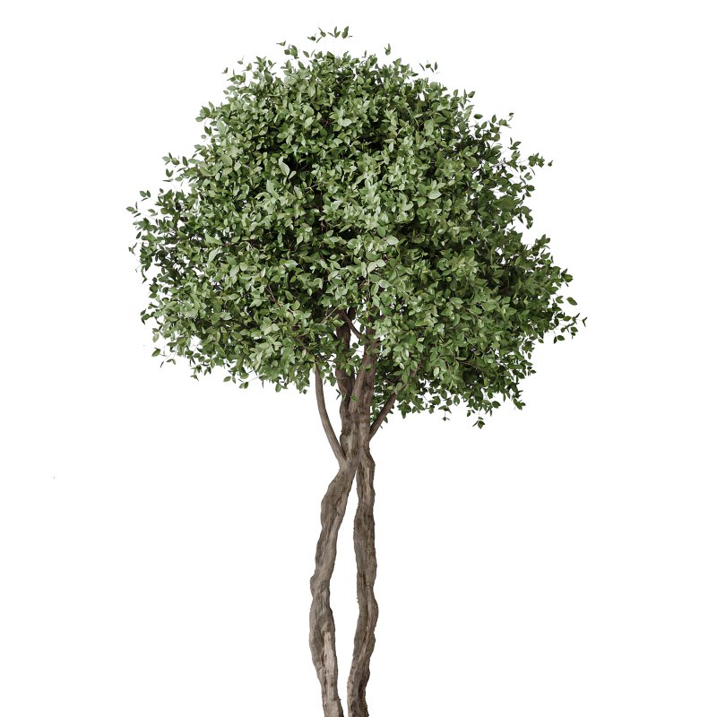 AV Indoor Plants Set 370 ParadiseBird and Zamiifolia and Ficus Microcarpa and olive - Image 2