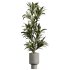 AV Indoor Plants Set 400 Japandi Decorative and Dracaena Warnecki and Bird Of Paradise and Mission Olive - Thumbnail 1