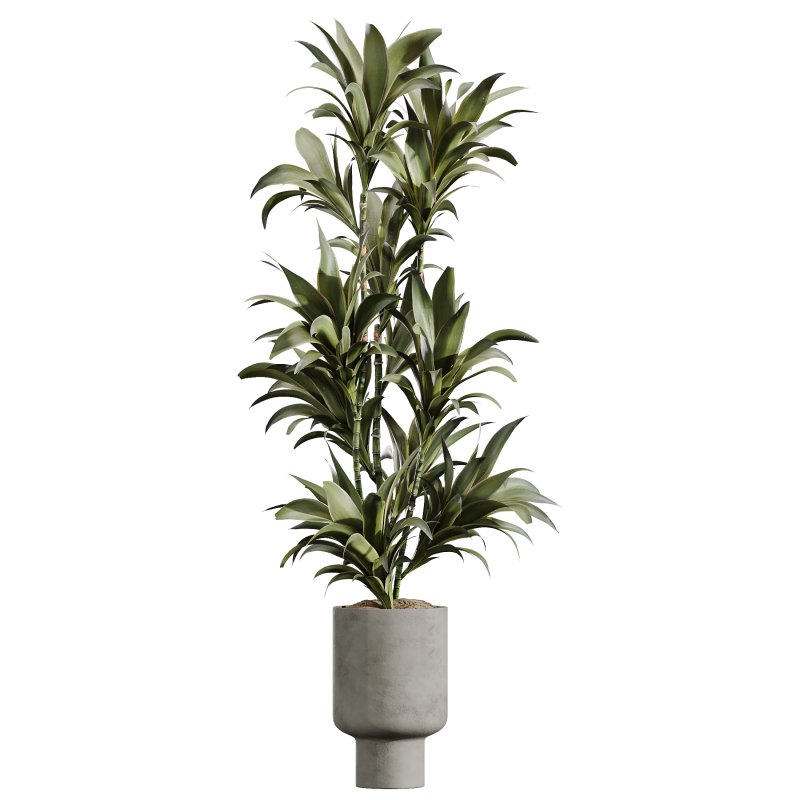 AV Indoor Plants Set 400 Japandi Decorative and Dracaena Warnecki and Bird Of Paradise and Mission Olive - Image 1