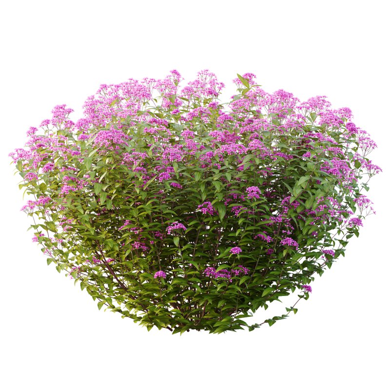 Spirea Japonica Bush 03 - Image 5