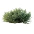 ntal evergreen shrubs, designed with exceptional precision for architectural visualization and landscape rendering. - Thumbnail 3