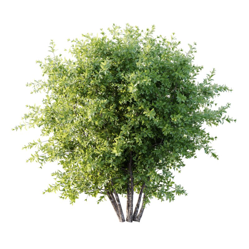 Leucophyllum frutescens Bush 05 - Image 3