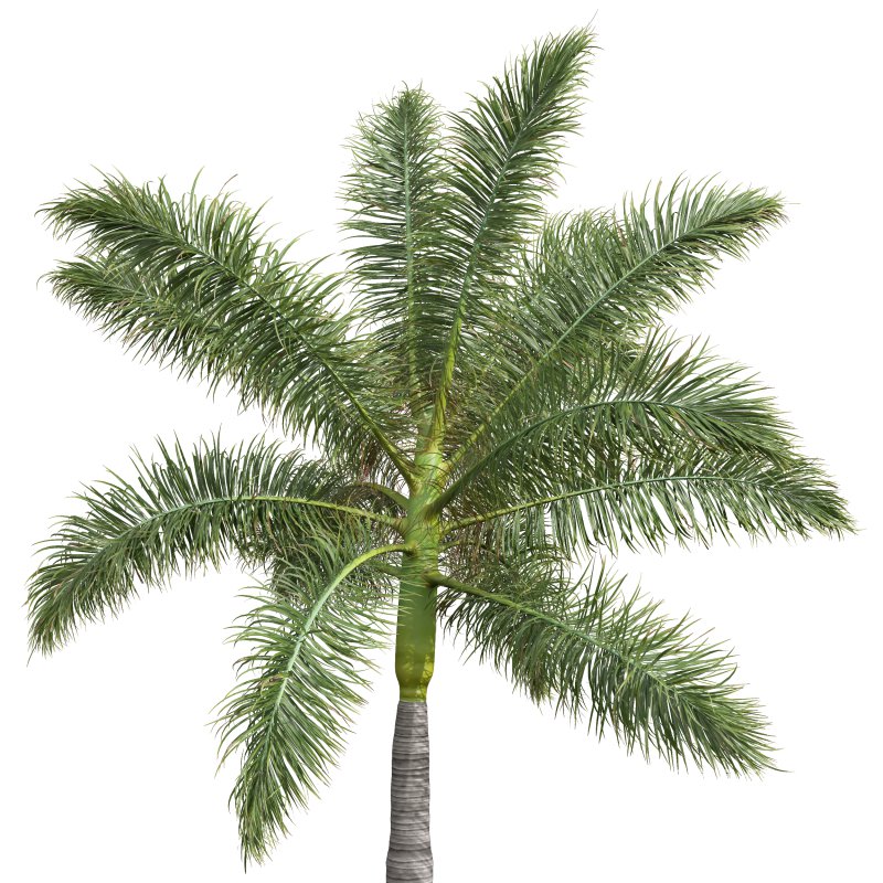 AV Roystonea Regia trees - Image 2