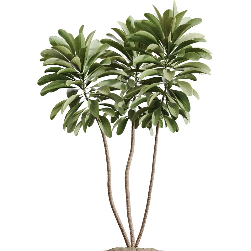 AV Indoor Plants Set 375 Dracaena Warneckii and Lemon Dragon and Euphorbia and Olive - Image 3