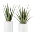 AV Indoor Plants Set 387 Aloe Vera and Olive and Peace Lily and Deliciosa Large Leaf - Thumbnail 7