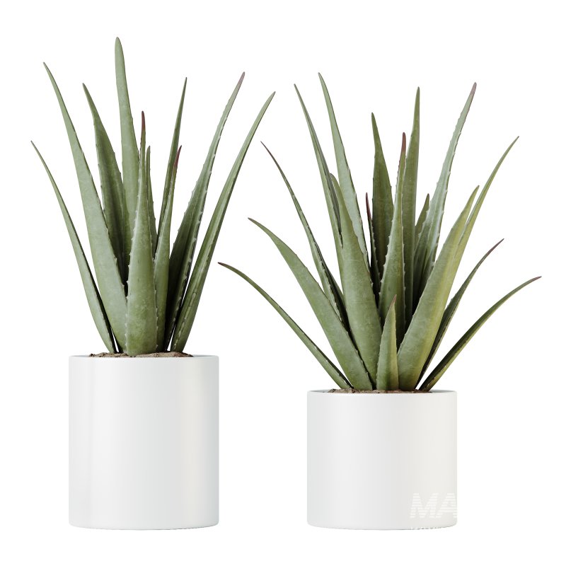 AV Indoor Plants Set 387 Aloe Vera and Olive and Peace Lily and Deliciosa Large Leaf - Image 7