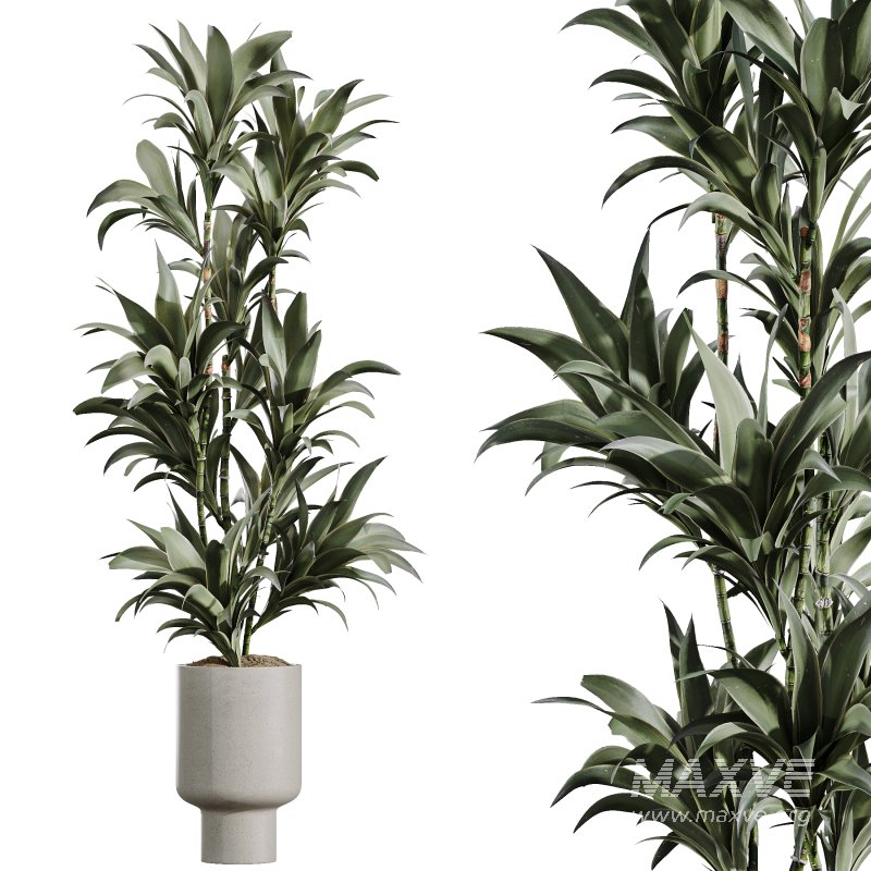 AV Indoor Plants Set 372 Monstera and Aspidistra and Japandi and Dracaena Warneckii - Image 6