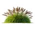 ntal fountain grass, designed for realistic exterior and landscape visualizations. - Thumbnail 2