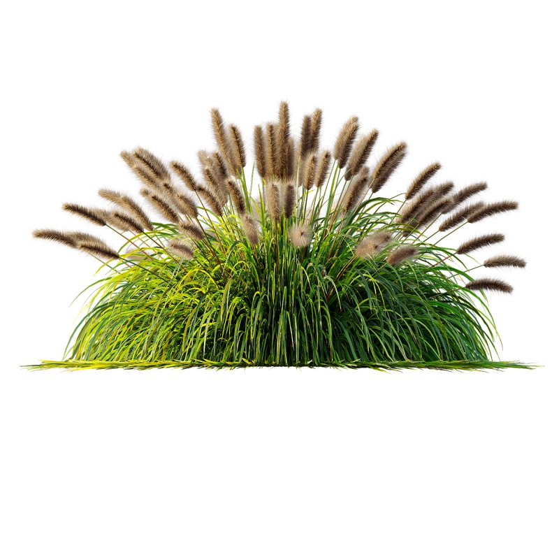 ntal fountain grass, designed for realistic exterior and landscape visualizations. - Image 2