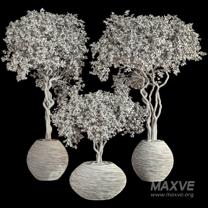 Indoor Plant Set 030 - Image 5