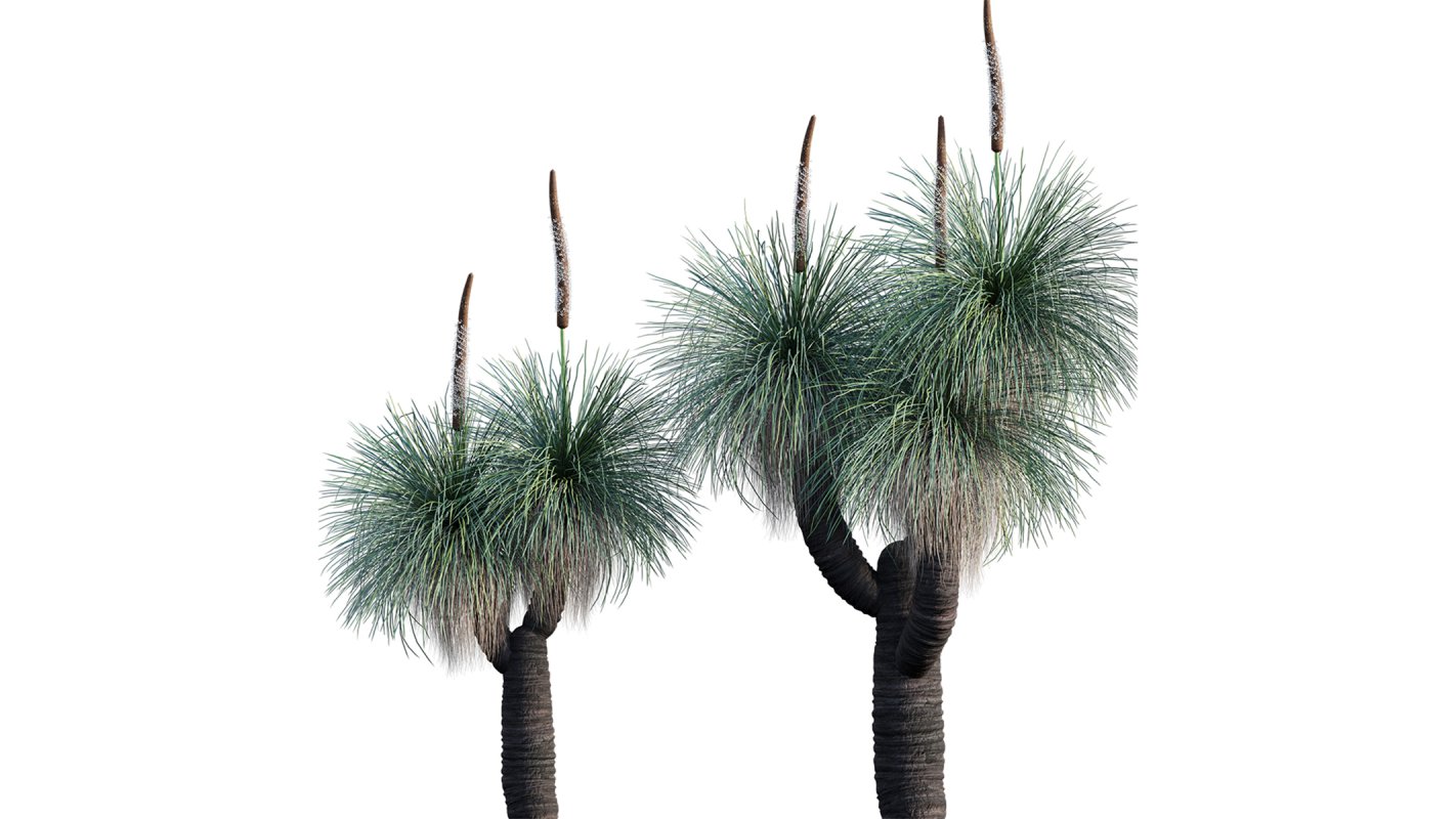 Collection 22 – Australian Plants - Image 29