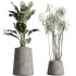 AV Indoor Plants Set 400 Japandi Decorative and Dracaena Warnecki and Bird Of Paradise and Mission Olive - Thumbnail 6